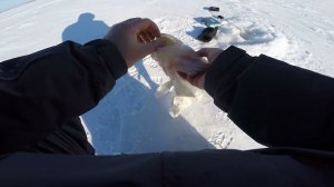 Рыбалка на топовые Вибы в Глухозимье на реке Обь сезон 2024!!!