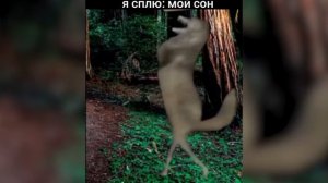 Ком Танцен Их Виль Нихт. Волк Танцует Ком Данцен - ОТКУДА Мем?