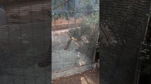 Cyprus, Paphos 20191019 Разговор с попугаем в Пафосский Зоопарк Pafos Zoo, Пафос, Кипр