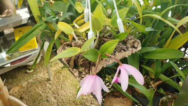 Теплица Dendrobium moniliforme и не только.... МАСТЕР КЛАСС посадка орхидеи на камень.서운산난원. смотреть онлайн