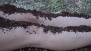 Grouper - Poison Tree (Stop-Motion Dirt Animation)