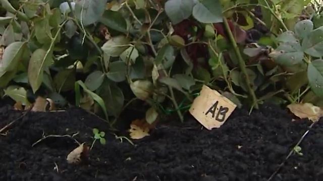 Советы тети Тани. Готовим сад к зиме. смотреть онлайн