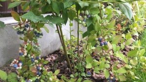 Плодовые деревья в ландшафтном дизайне + КНИГА в ПОДАРОК!!! ссылка на книгу в описании под видео.