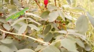 Полезные свойства шиповника