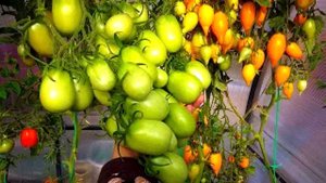 Два сорта -  конкуренты по рекорду урожая!