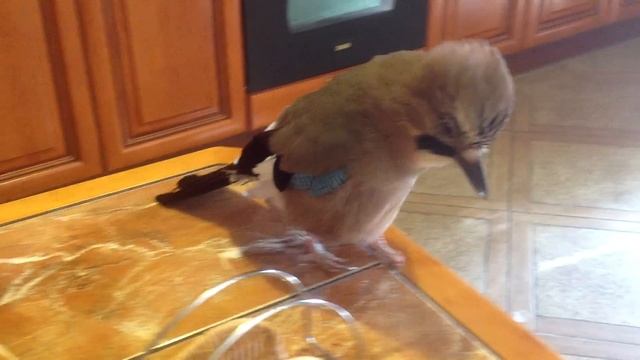 Говорящая сойка - Арончик! Talking jay - Aronchik! смотреть онлайн