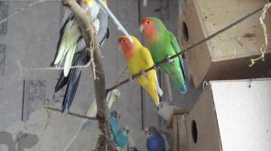 Неразлучники, волнистые попугаи, кореллы. Как дела, какие сложности.