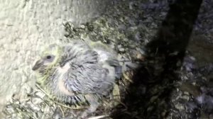 Залипаем на голубят. Голубята на чердаке многоэтажки в СПб.