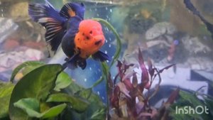 Золотая рыбка оранда красная шапочка