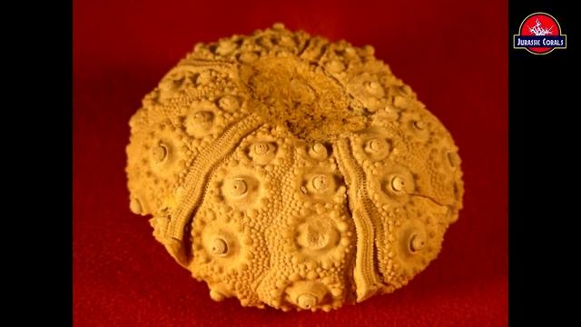 морской еж Plegiocidaris смотреть онлайн