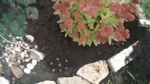 Посадка луковичных осенью