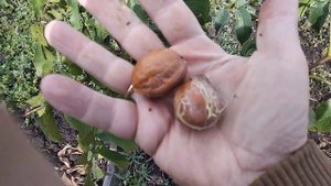 Грецкий орех. Сорт Десертный 2года