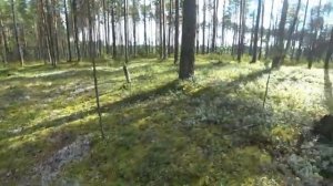 Тихая охота за белыми грибами. Поездка в белый бор.