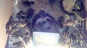 инкубация перепелов в инкубаторе от яйца до цыпленка«БЛИЦ НОРМА» — Лёгкий и Экономичный.