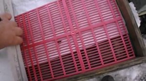 зимовка запасных маток - формирование отводков в конце пчеловодного сезона