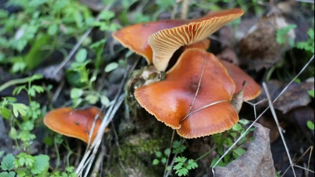 Это что за грибы?Они съедобные? смотреть онлайн