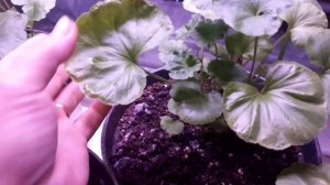 Что с геранью? Пеларгония неделя после пересадки ?.