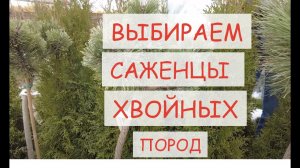 КАК ПОДОБРАТЬ ХВОЙНЫЕ ДЛЯ СВОЕГО УЧАСТКА?  Саженцы хвойных пород деревьев и кустарники по ГОСТ