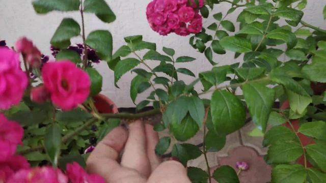 Розы. Роза мускусная Динки (Musk rose Dinky )Луи Ленс( Louis Lens) .Обрезка  мускусных роз