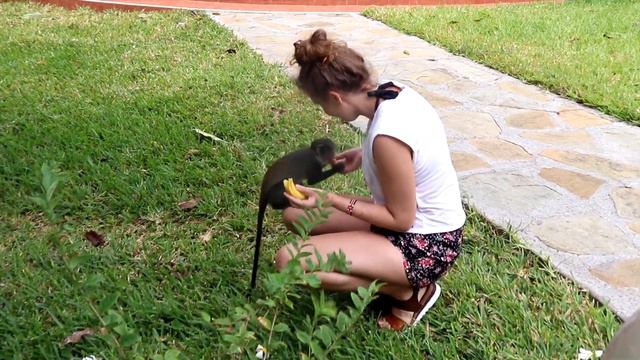 Diani Beach - Kenya - Neptune Village Beach Resort смотреть онлайн