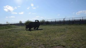 Едем первый раз после выпуска в САФАРИ к молодым львам !!! Тайган .Крым .