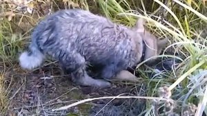 щенок западно-сибирская лайка 2 месяца