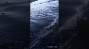 Рыбалка в Болотовском на реке Тура.