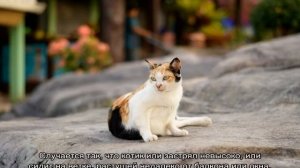 Как снять кота с дерева: действенный способ