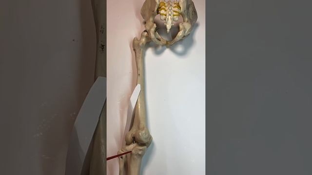 M. Biceps femoris, Wladimir Los