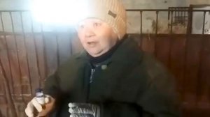 Трихофития крупного рогатого скота/ Стригущий лишай