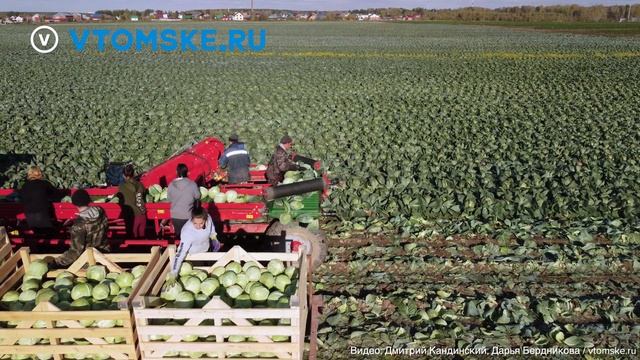 Уборка капусты в Томской области | Сбор капусты комбайном смотреть онлайн