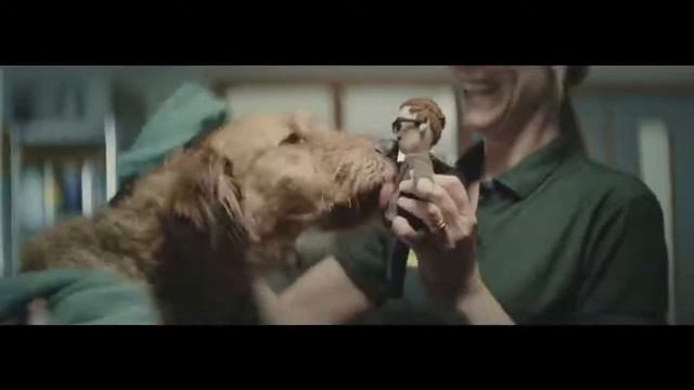 Друзья! Не бойтесь взять собаку из приюта ДВОРЯНЕ не хуже породистых собак смотреть онлайн