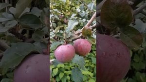 Яблоня Зорка.