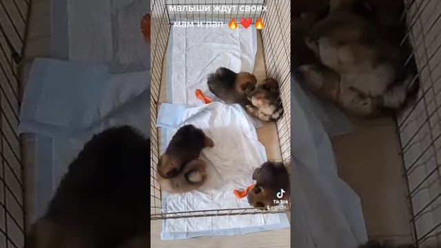 померанский шпиц мальчики и девочки мини 🔥