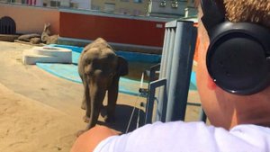 Идем в Зоопарк смотреть на большого слона, тигра, черепах, льва, медведей и других животных