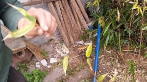 Деление бамбука