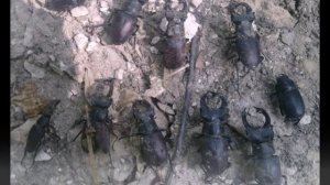 Коп в Луганской области