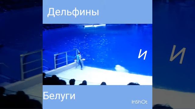 Московский дельфинарий на ВДНХ