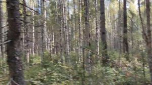 охота на кабана с лайками у Рябова В.А