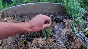 Сортовая клюква Стивенс и Бен-лир на садовом участке. Грядка с садовой клюквой в Челябинске