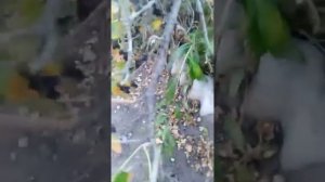 Ленивая сушка черной смородины.