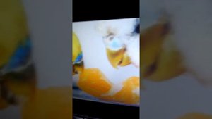 Какие овощи и фрукты можно давать попугаям