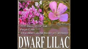 CLARKIA GODETIA DWARF LILAC, Clarkia amoena FLOWER SEEDS on  www.MySeeds.Co