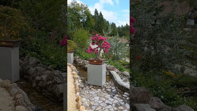 Bougainvillea Pink pixie, Veranera, Trinitaria, Santa Rita, Bonsai en flor