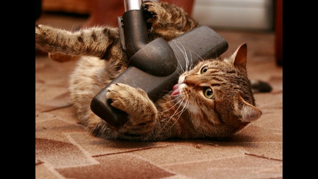 Стих-песня "Кошка" (Дмитрий Сентябрёв) (Шуточные стихи) смотреть онлайн