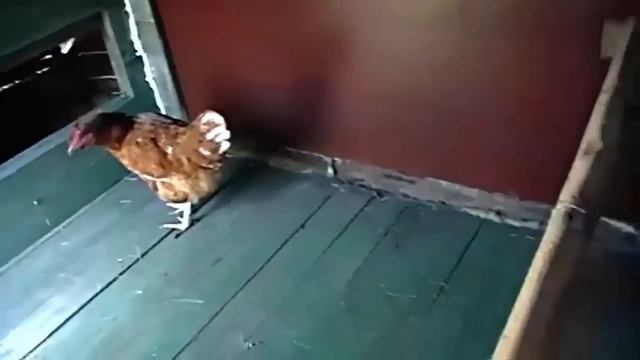 Хороший курятник своими руками[За 2 дня]
