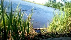 Ловля на коромысло. Четкие поклевки.