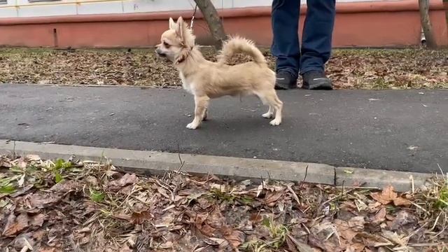 Малыш чихуахуа Пух,длинношерстный 6 месяцев смотреть онлайн