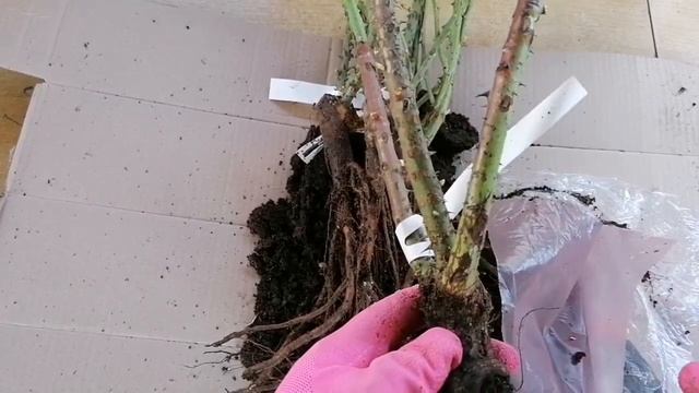 Счастье в пятикратном размере! ???Обзор посылки с розами из питомника 