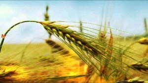 Афанасий Фет  Зреет рожь над жаркой нивой читает Павел Беседин